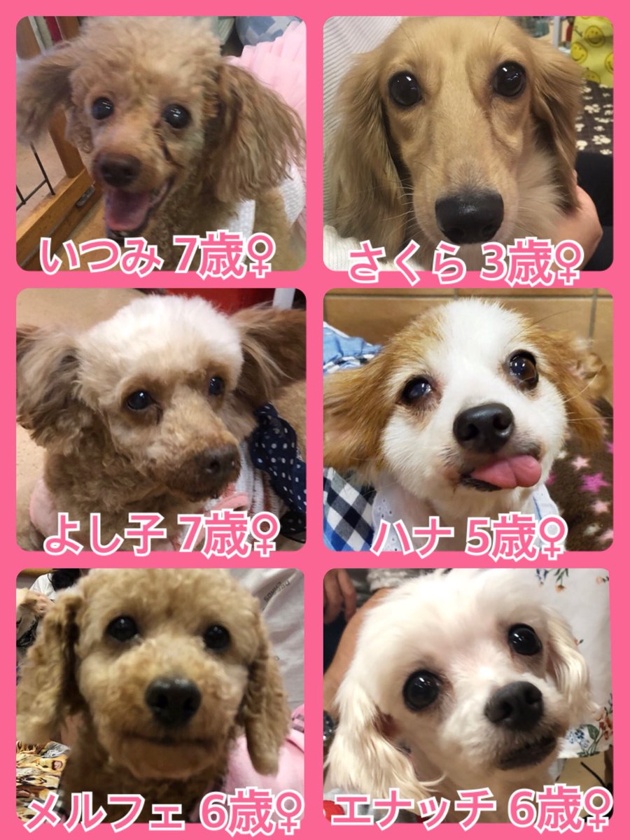 🐾今日の里親様募集中ワンコ🐶メンバーです🐾2019,10,2